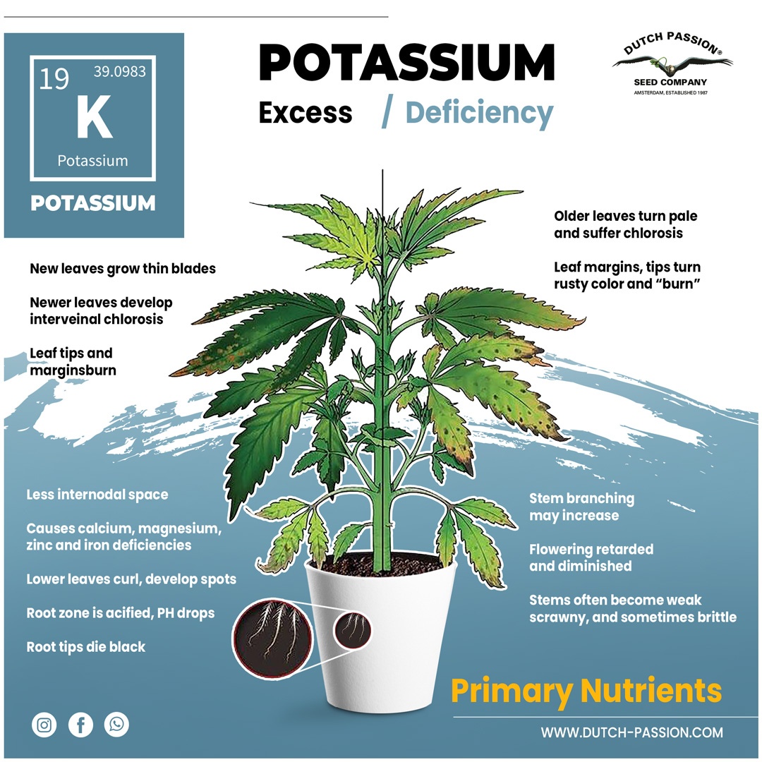 POTASSIUM