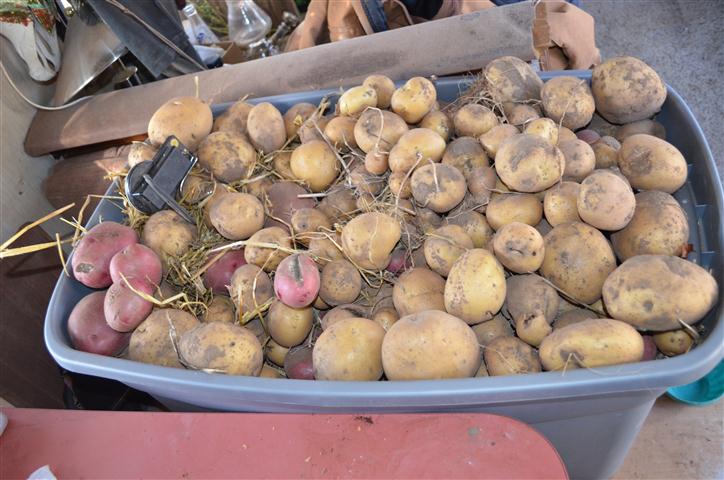 Potatoes Small