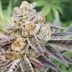 Potm pi gg4