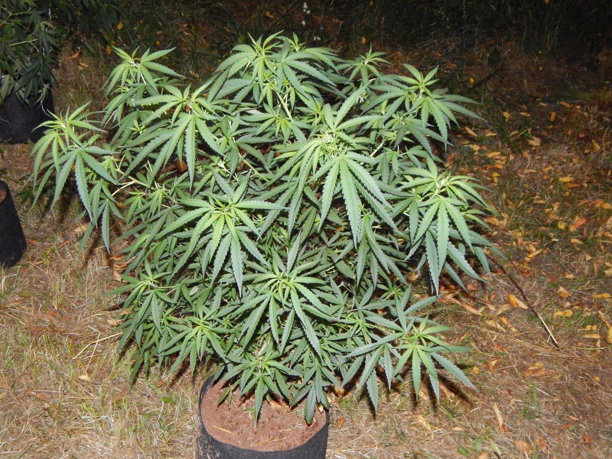 Pots 008