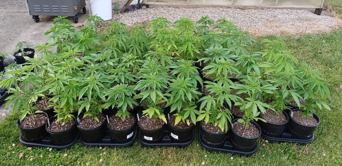 Pots