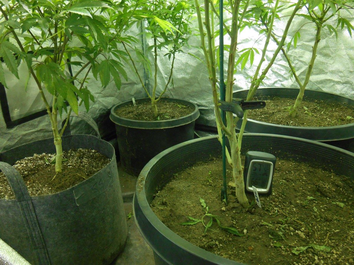 Potsintent