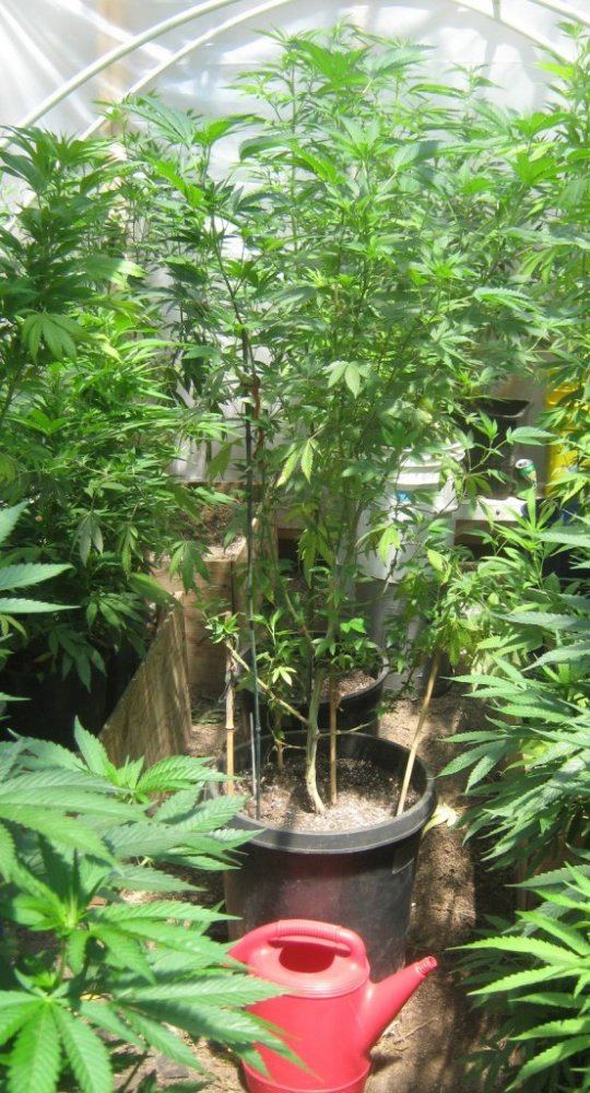 Pottedcookie510