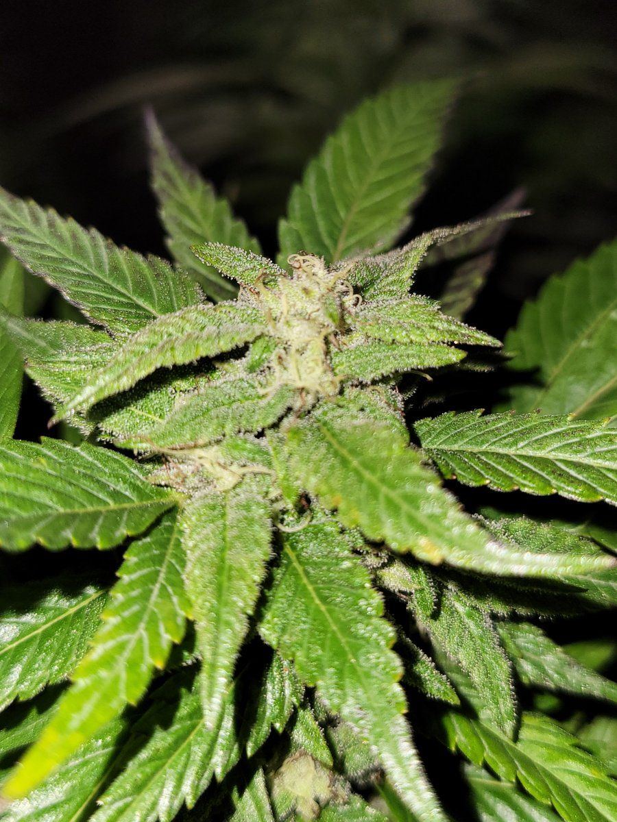 Powder mildew problems need help please 3
