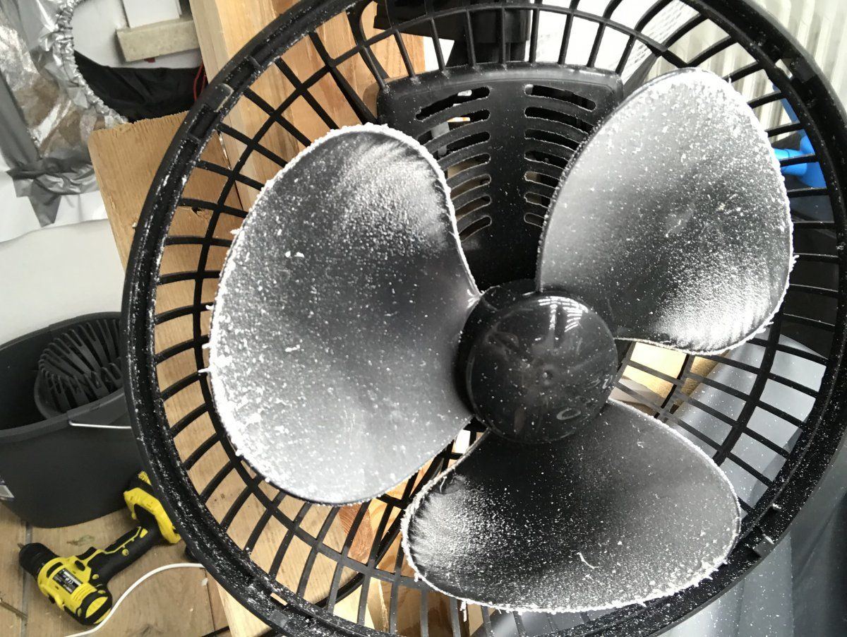 Powdery mildew around my fans 2