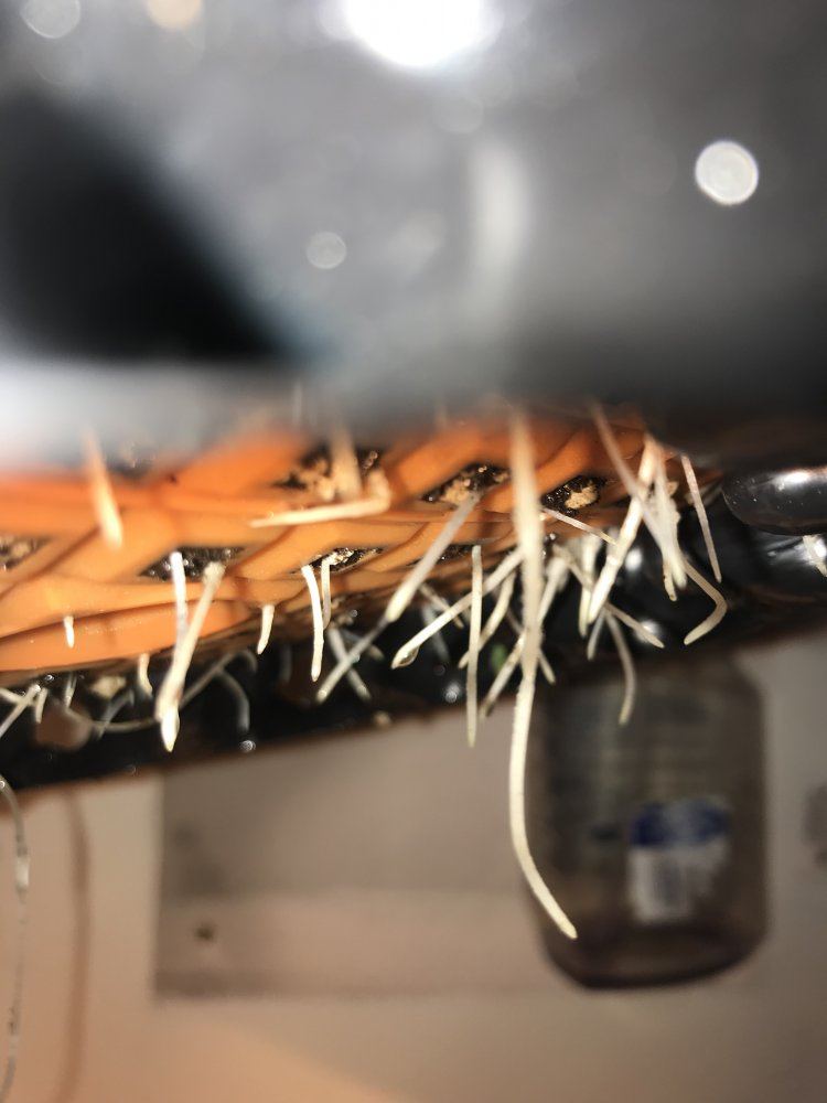 Powernap soil organic grow questions 2