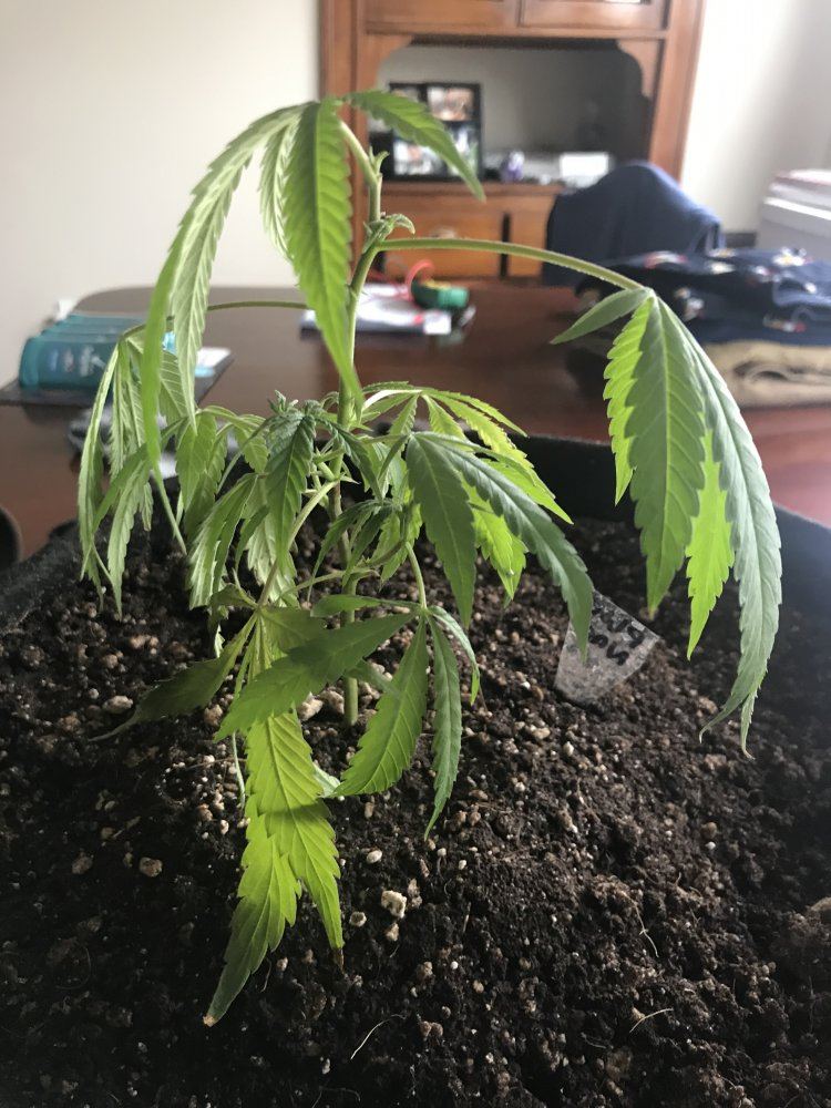 Powernap soil organic grow questions 3