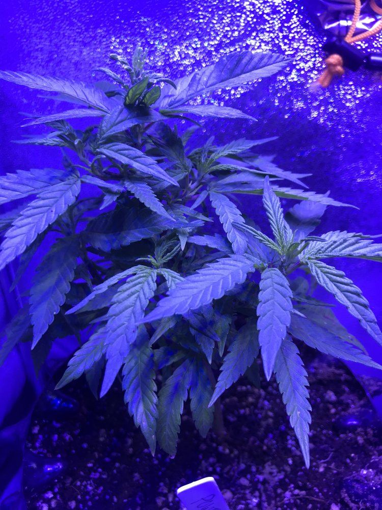 Powernap soil organic grow questions 4