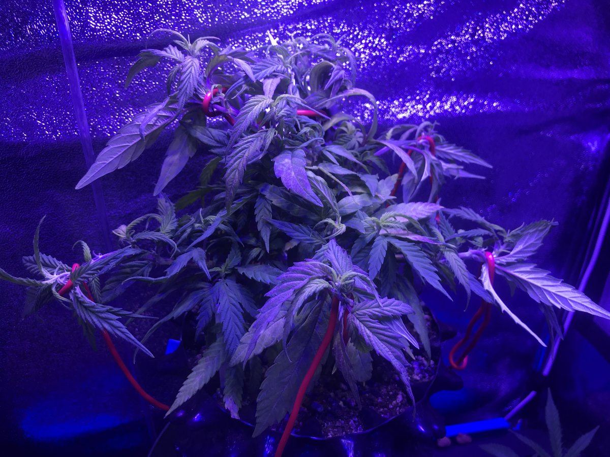 Powernap soil organic grow questions 5