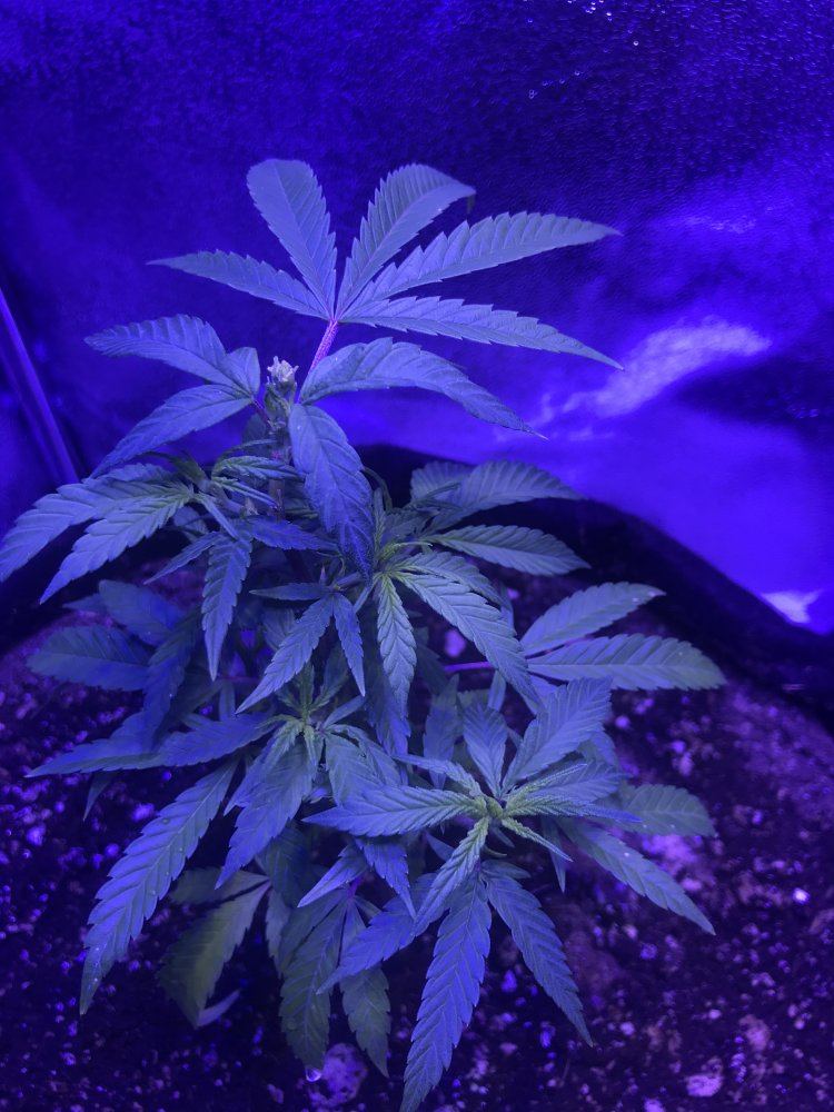 Powernap soil organic grow questions