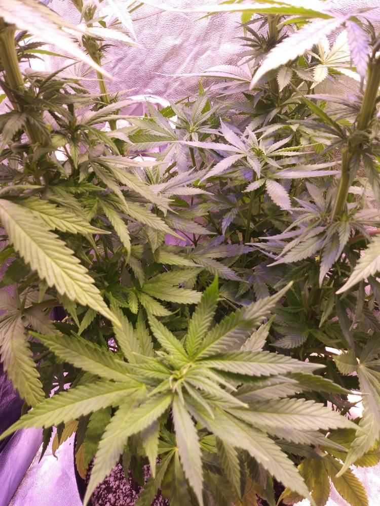 PP1 inner bush
