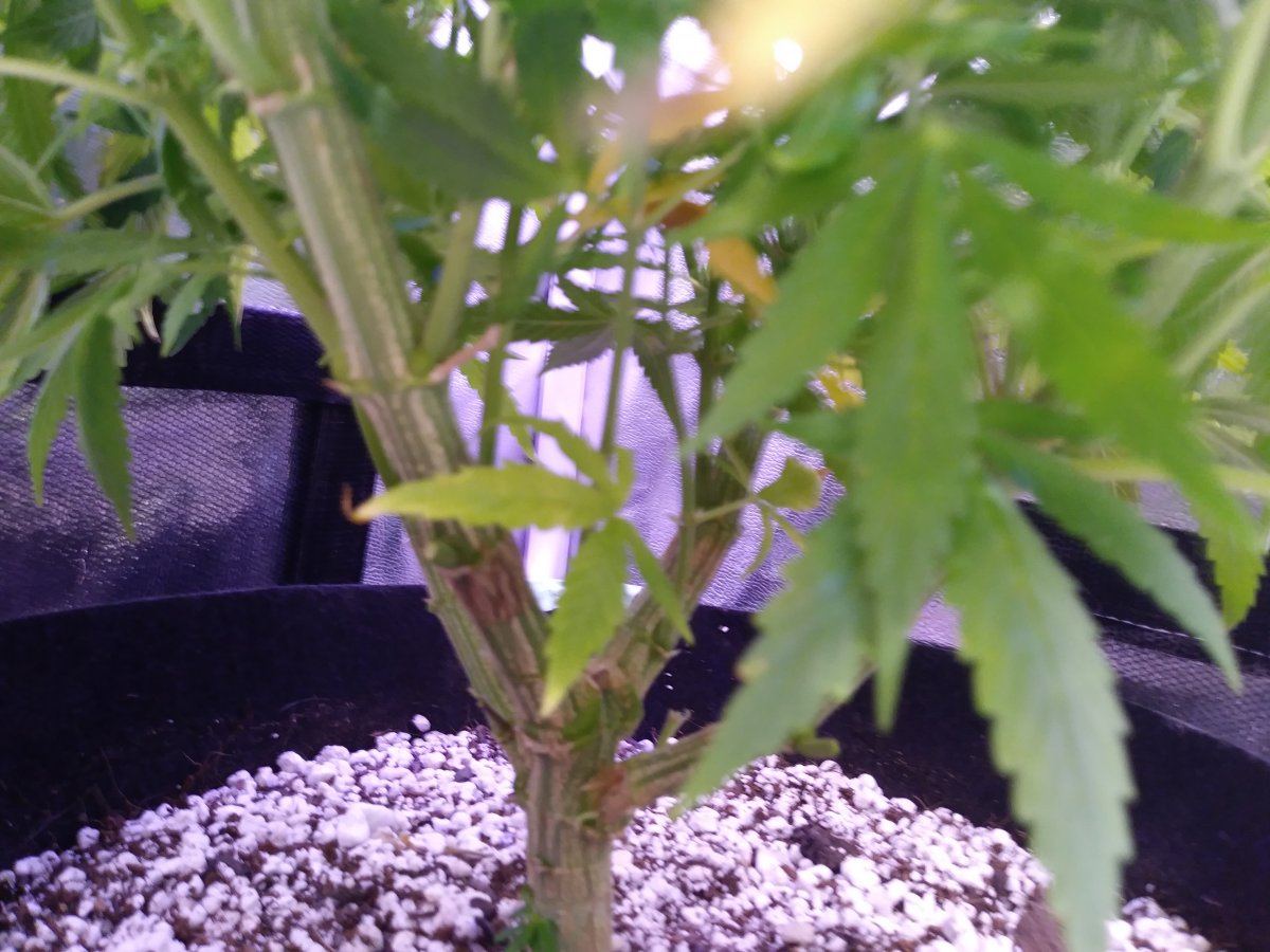 PP1 stem thickness