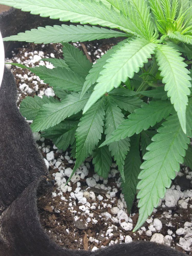 Pp1 leaf twinge