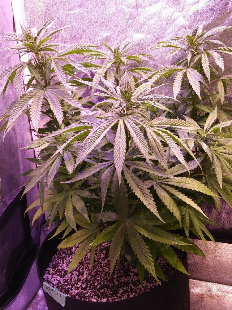 PP1 week 0 flowering