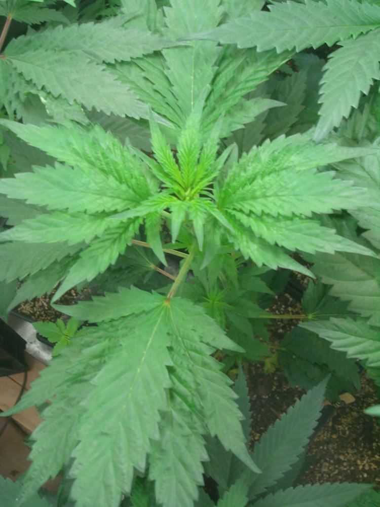 Ppc4