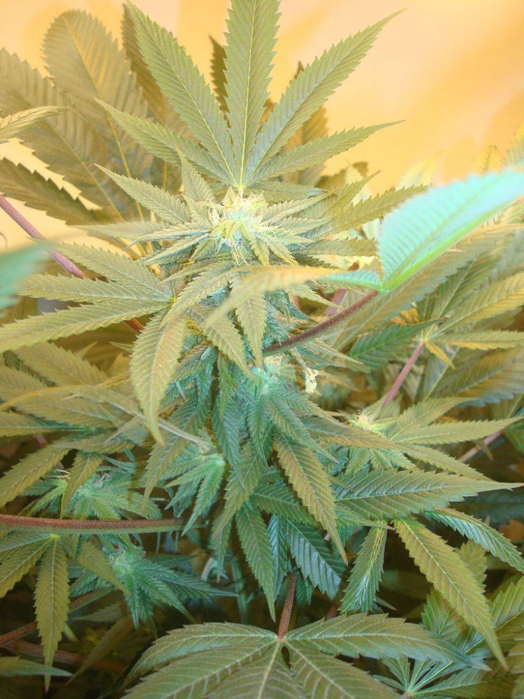 Ppcflower10