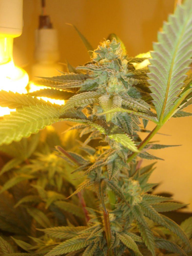 Ppcflower11