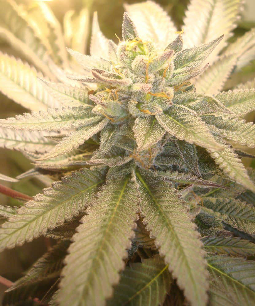 Ppcflower12