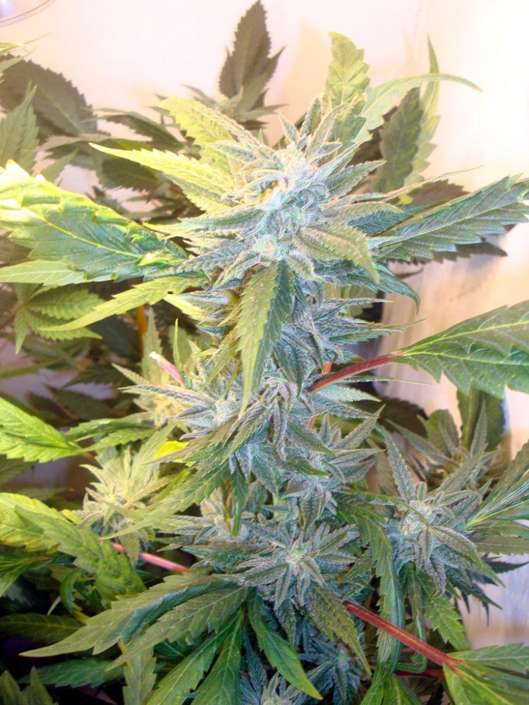 Ppcflower13