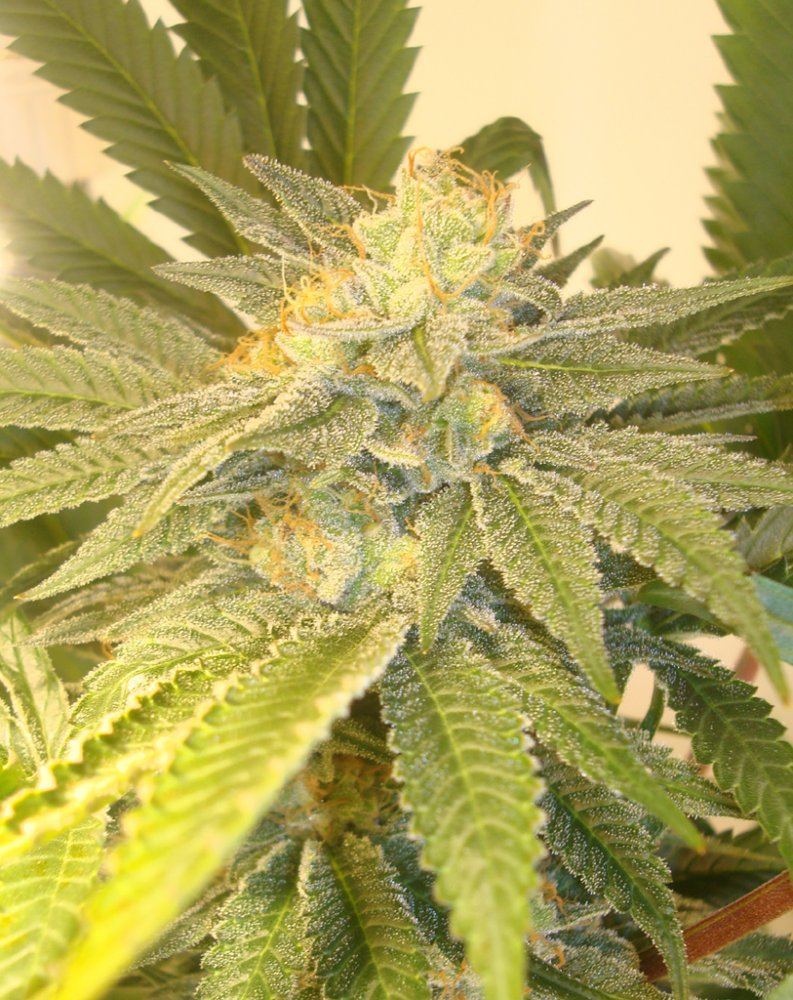 Ppcflower14