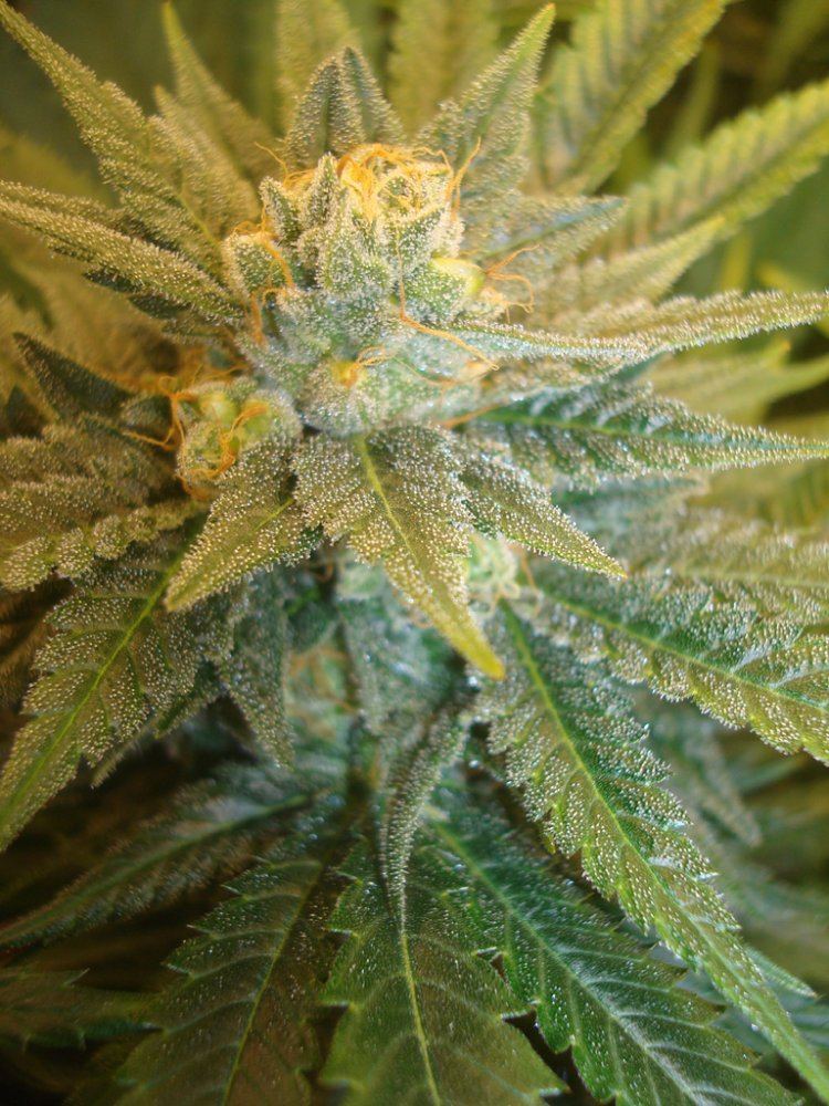 Ppcflower15