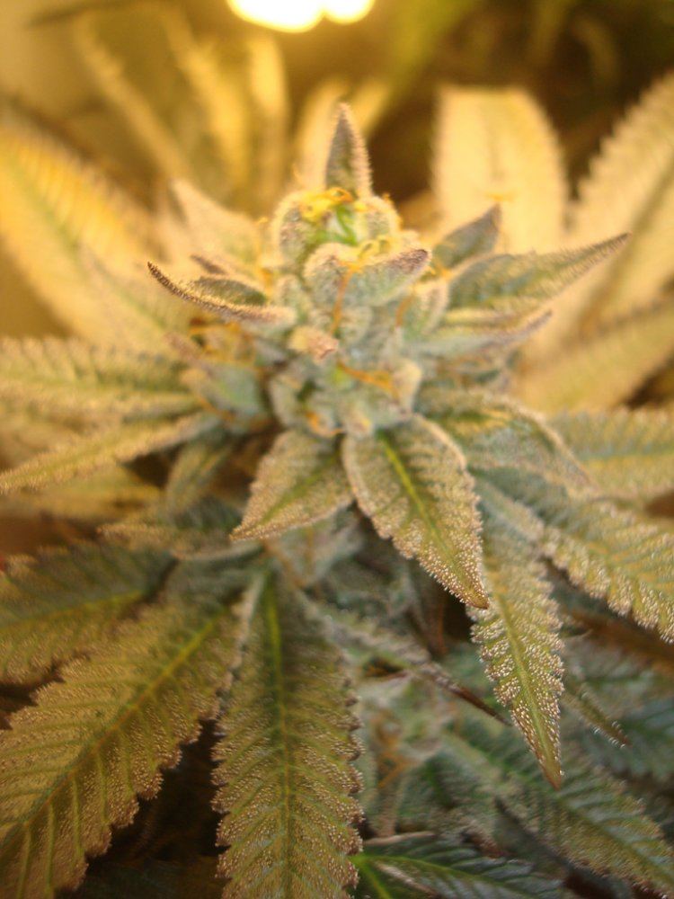 Ppcflower16