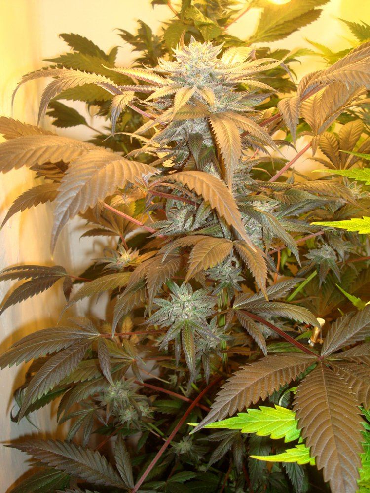 Ppcflower17