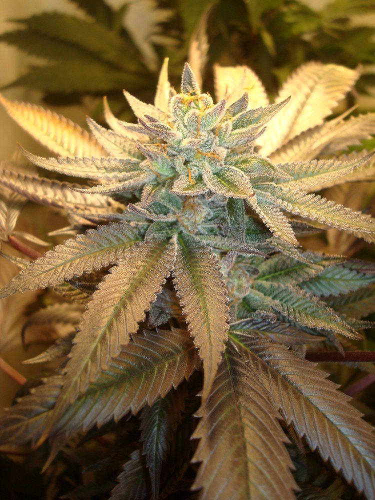 Ppcflower18