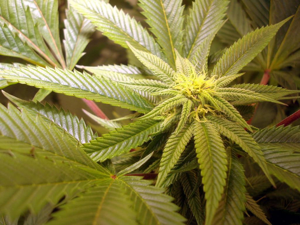 Ppcflower2
