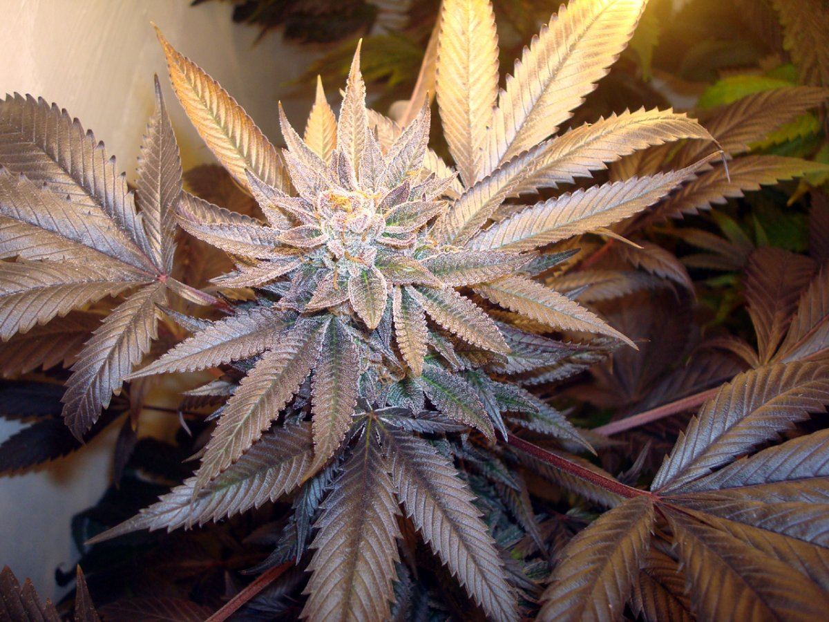 Ppcflower27good