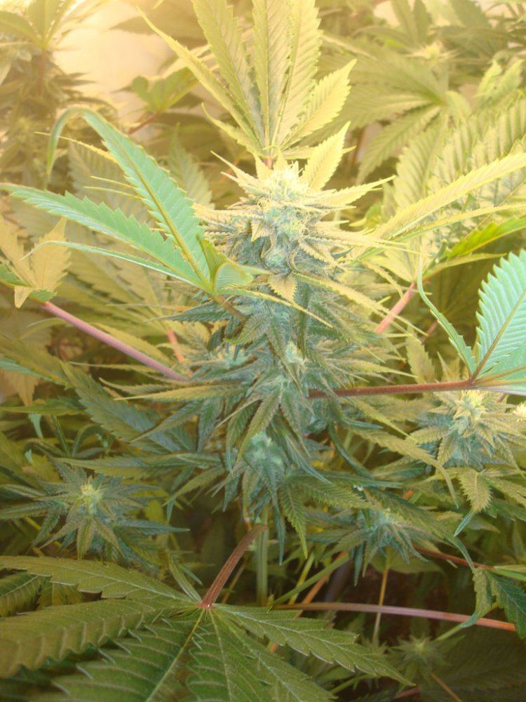 Ppcflower6