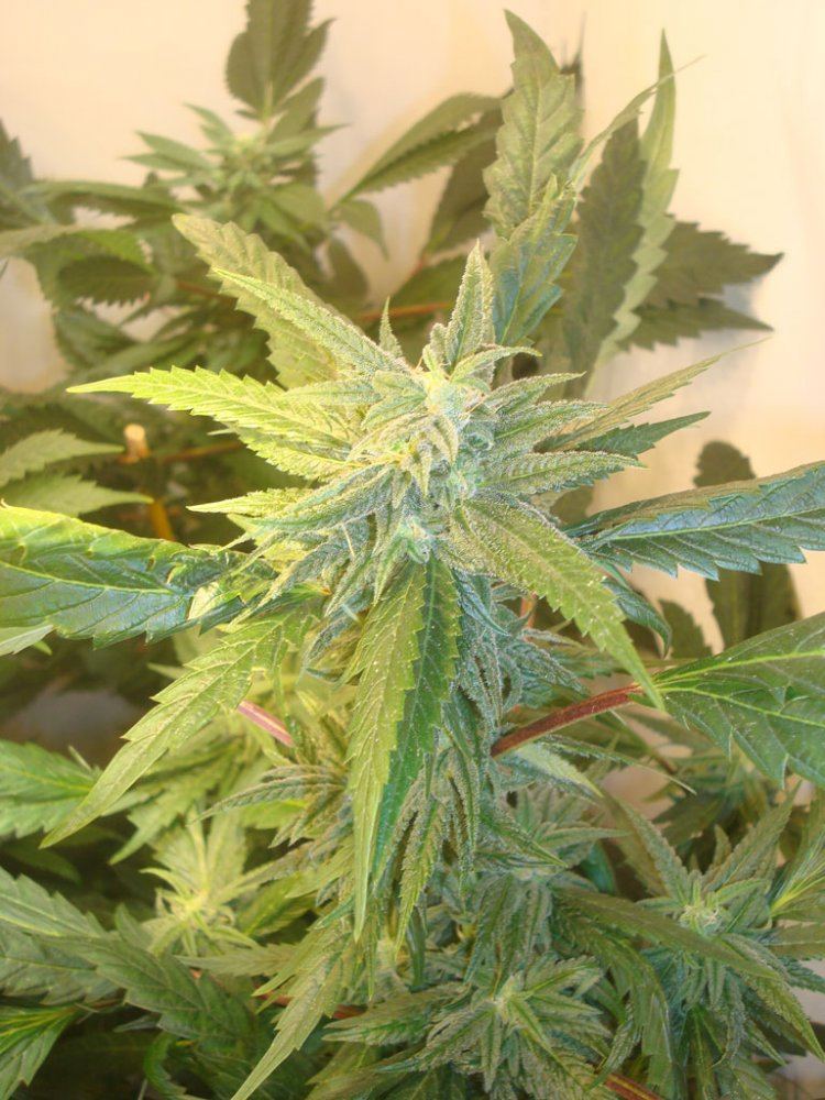 Ppcflower7