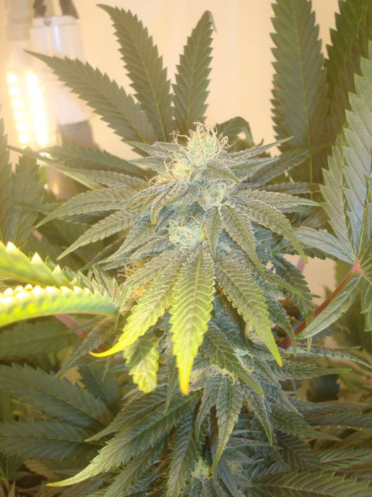Ppcflower8