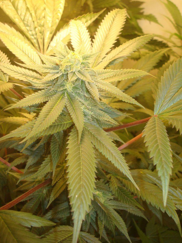 Ppcflower9