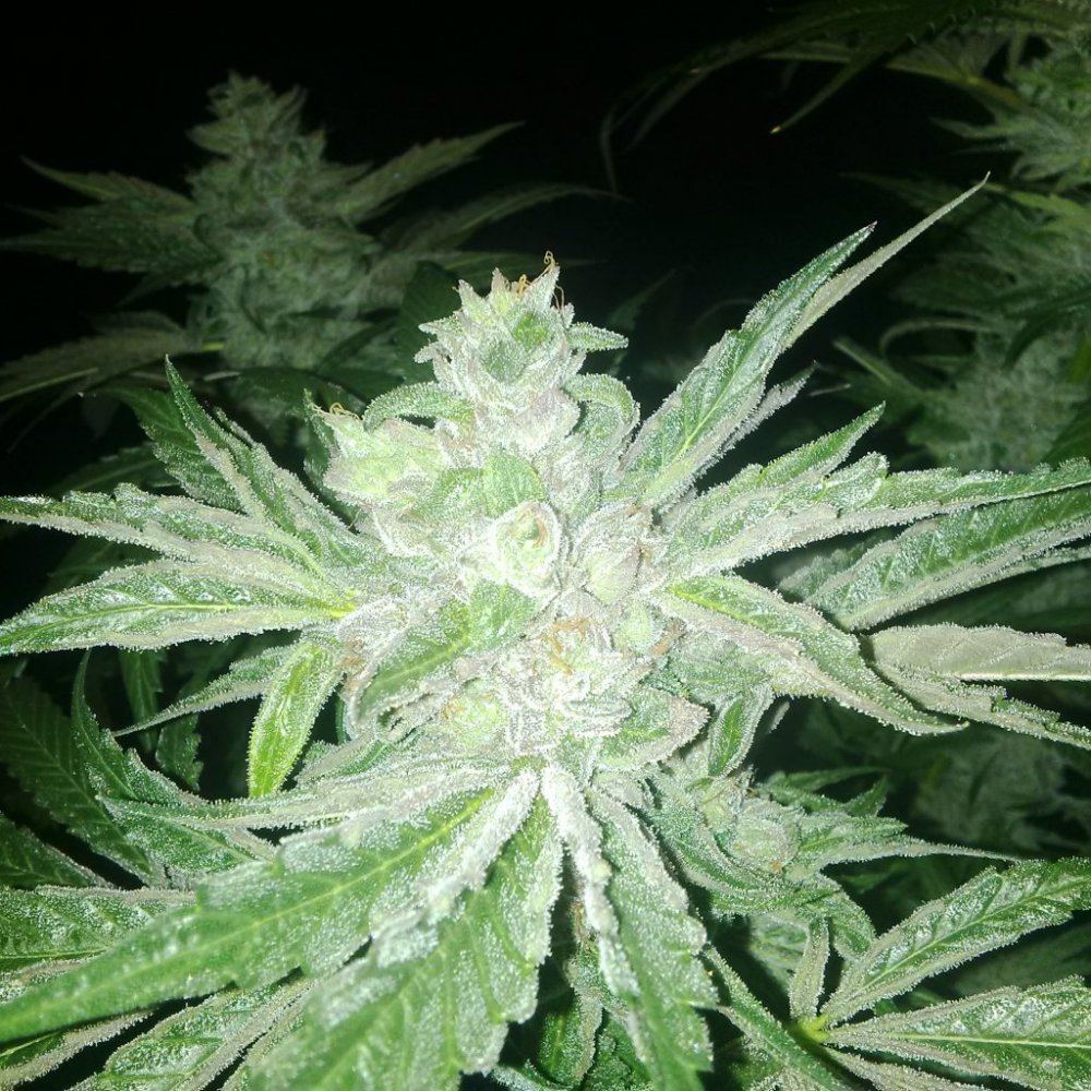 Ppf2 4