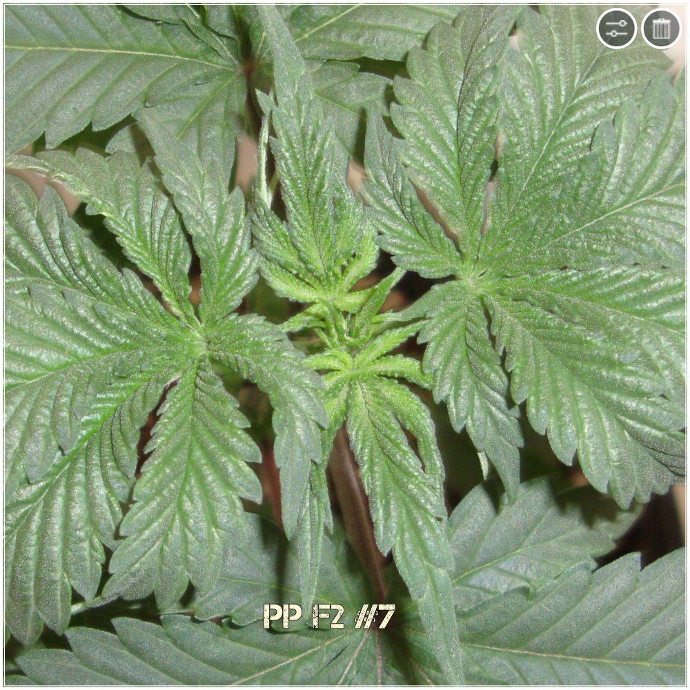 Ppf27