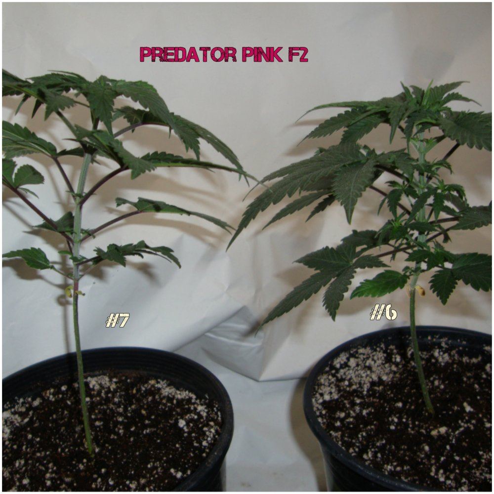 Ppf2 n0desspace