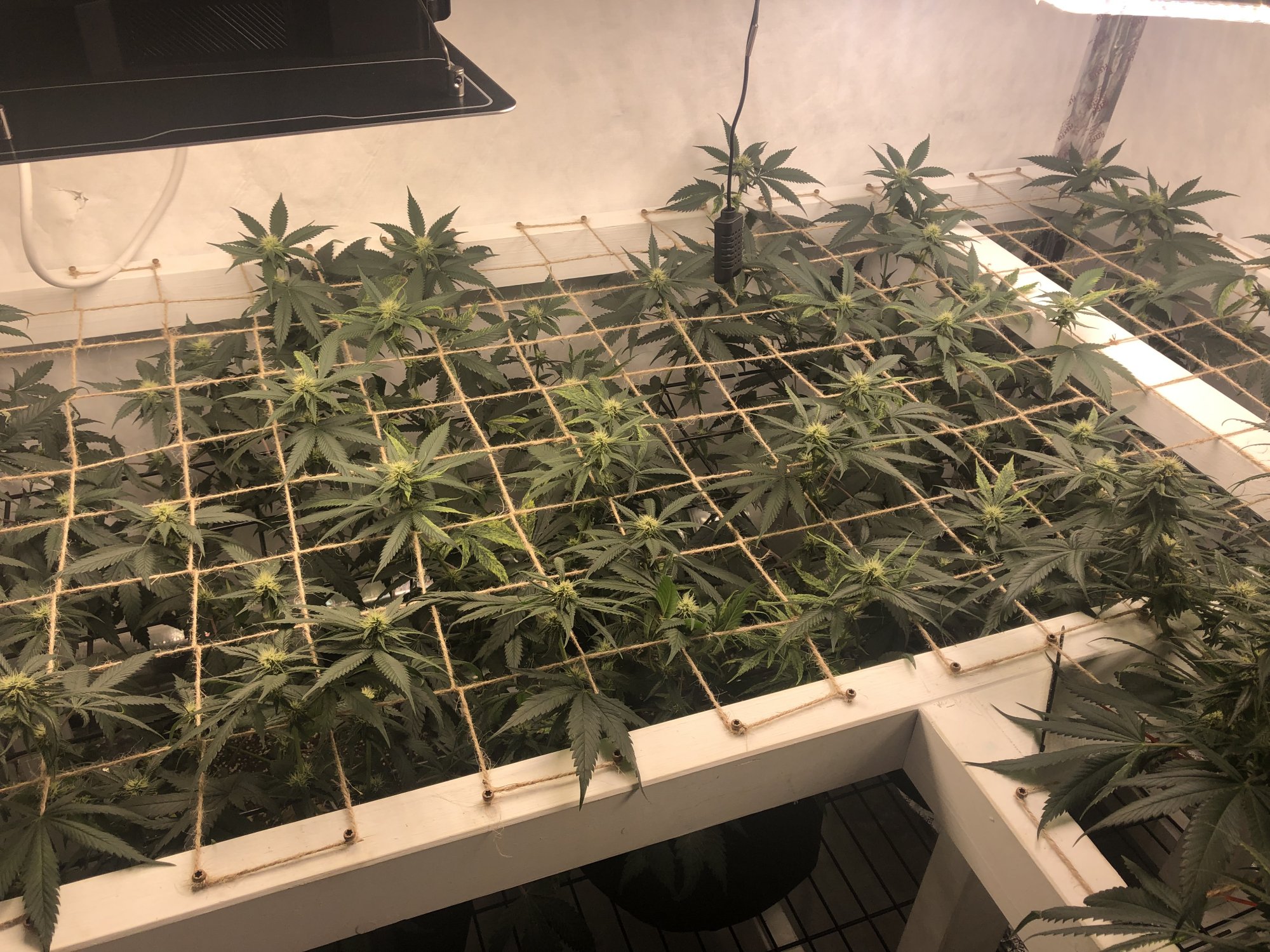 www.thcfarmer.com