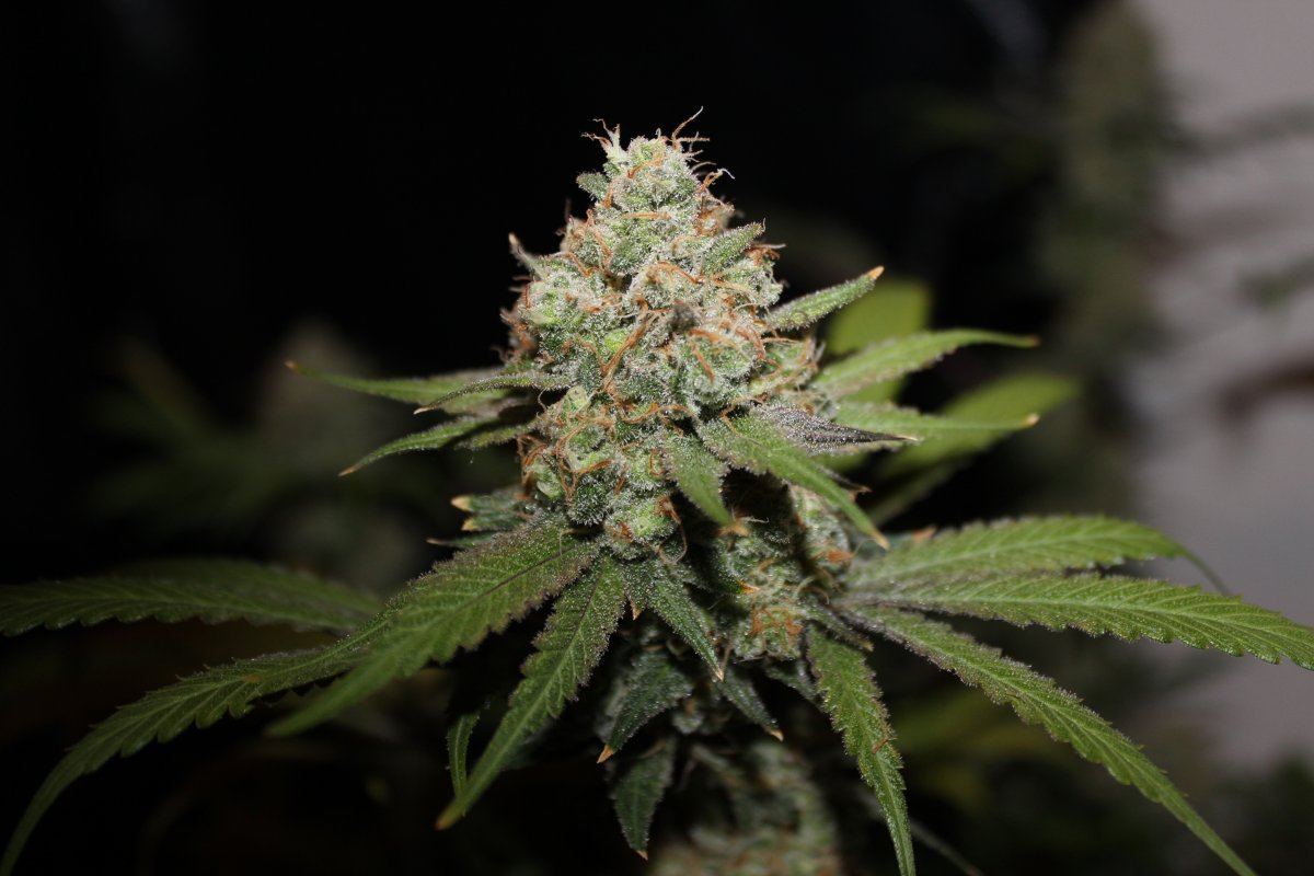 Prayer Tower Lemon Thai nug1