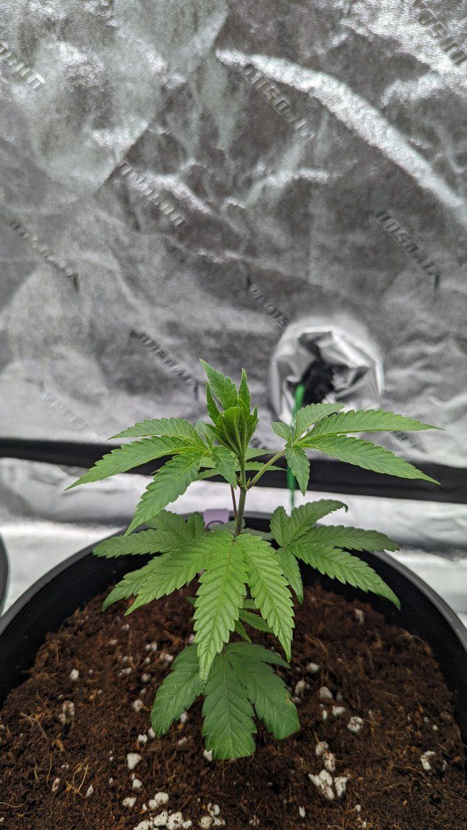 Praying leaves 2