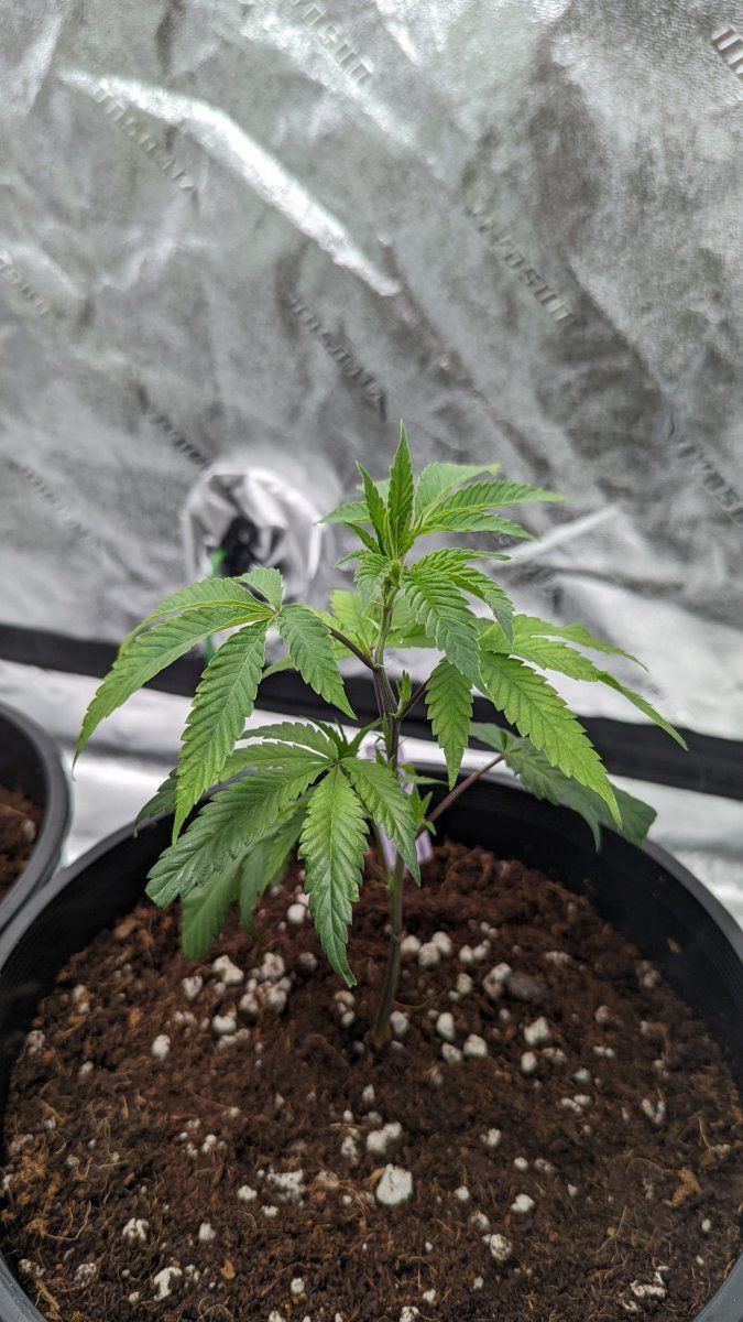 Praying leaves 3
