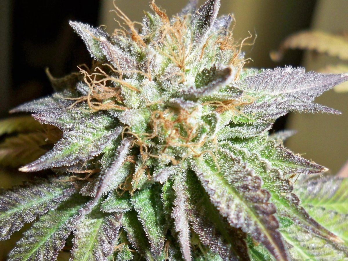 Pre 98 bubba grow biotics 2