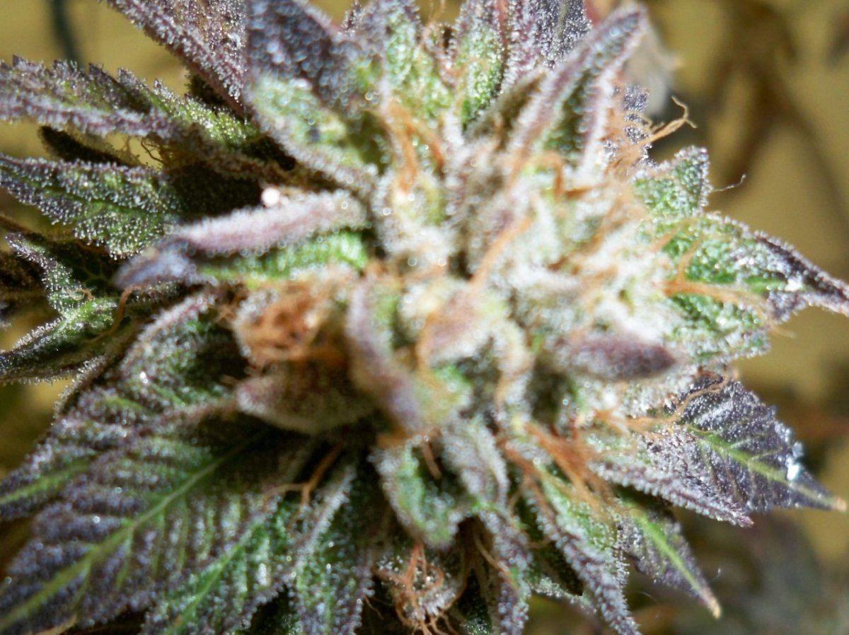 Pre 98 bubba grow biotics