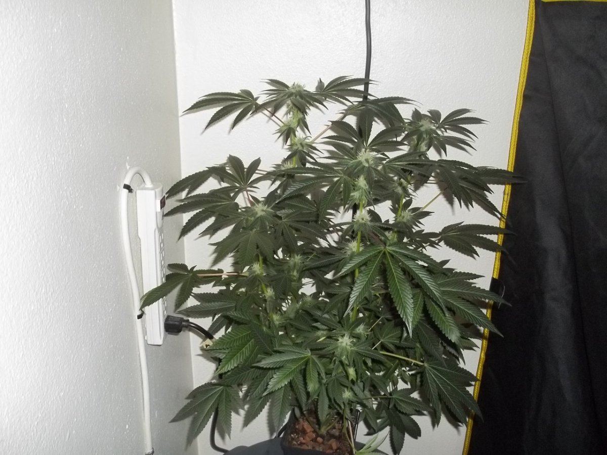 Pre 98 bubba kush