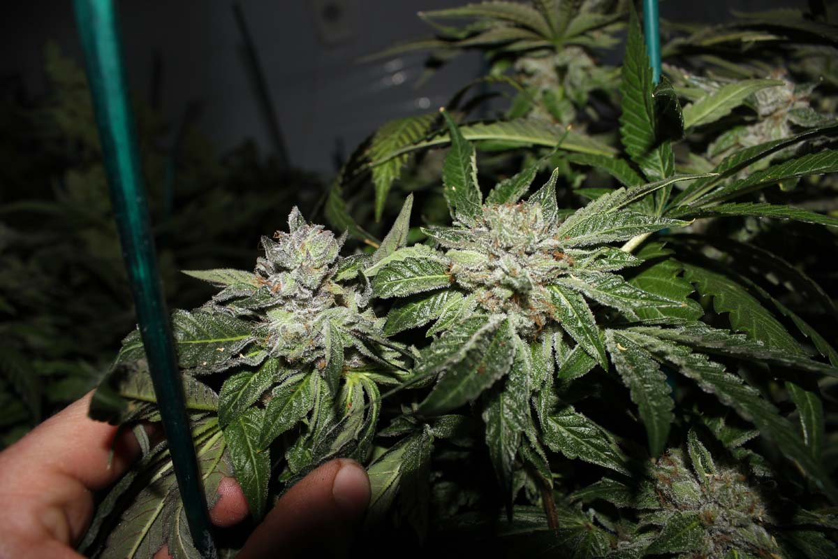 Pre 98 bubba vs lvpkpics and poll 2