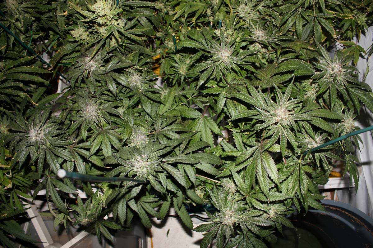 Pre 98 bubba vs lvpkpics and poll