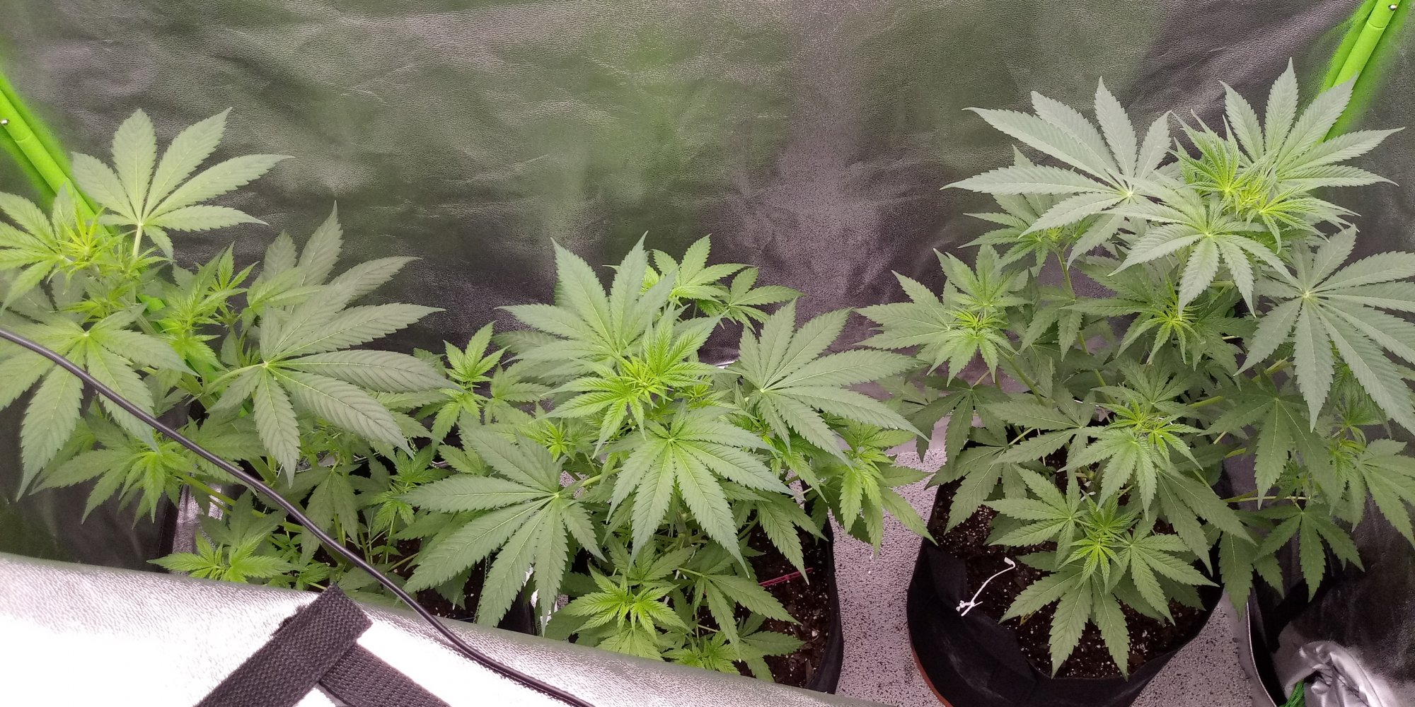 Pre bloom question  take a look