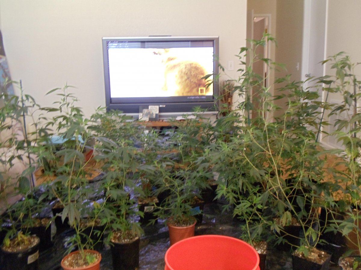 Pre cloning