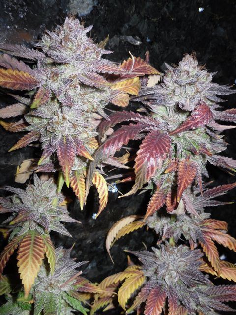 Pre98bubba