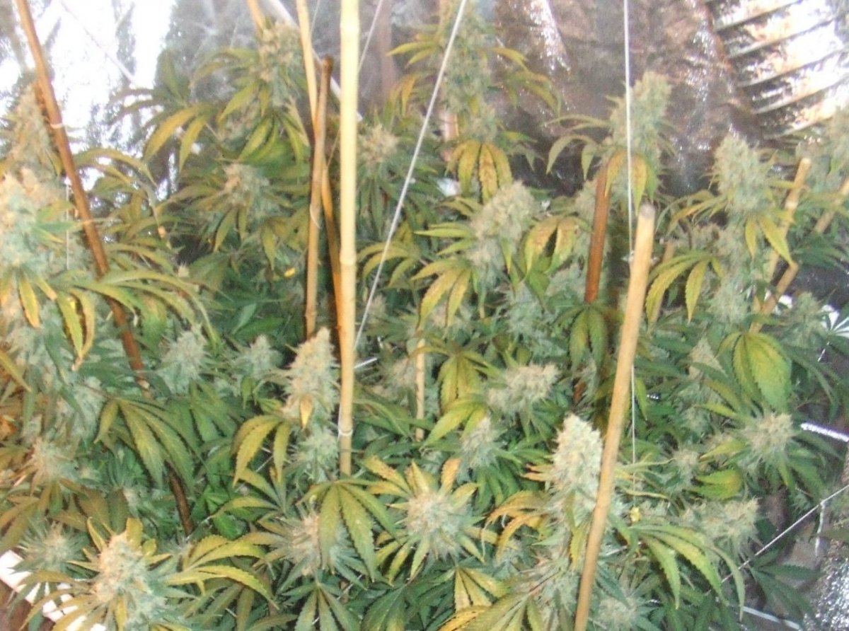 Prechop